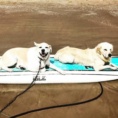 Dog surfing lesson